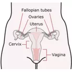 Órgãos reprodutivos femininos