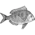 Scup 물고기