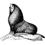 Illustration de Seal