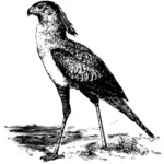 Illustration de noir et blanc d'un oiseau Secrétaire