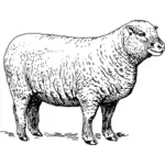 Imagem de ovelhas