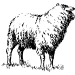 Ilustrace z ovcí