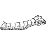 איור silkworm