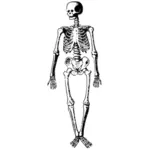 Анатомия skelet