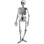 Image de skelet