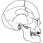 인간의 두개골 스케치