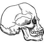 Crâne humain vieux
