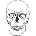 Illustration de crâne humain