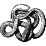 Immagine di illustrazione del serpente