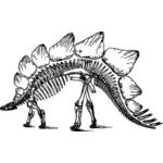 Stegosaurus skelett