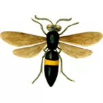 Imagine de o muscă