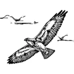 Swainsion Falco durante il volo
