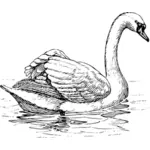 Swan gambar