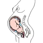 Raskauden anatomia