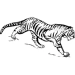 Tigre en cours d’exécution