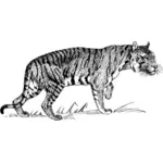 Тигр ходьба