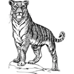 Ilustração de tigre