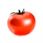 Lesklé rajče vektorový obrázek