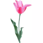Vektorový obrázek Tulipán