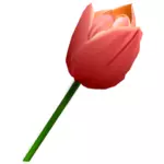 Tulipán rosa