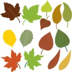Variété de feuilles