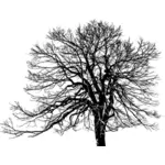 Yıpranmış ağaç siluet