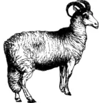 כבשים ולשי
