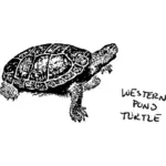 Западная трёхкилевая черепаха