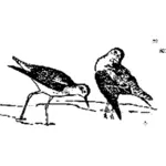 Două păsări imagine