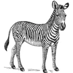 Zebra obrazu