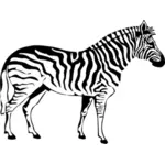 Sylwetka Zebra