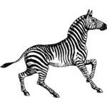 Ilustracja wektorowa Zebra