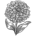 Zinnia vektortegning