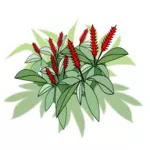 Plante med røde blomster
