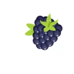 Blackberry פירות