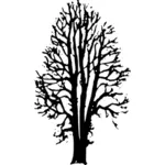صورة ناقلات شجرة الزان