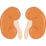 Illustratie van de nieren