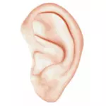 Vektorové ilustrace bílé lidské ucho