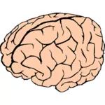 मानव मस्तिष्क में गुलाबी और काले के ड्राइंग वेक्टर