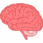 Векторный рисунок сбоку человеческого мозга в красном