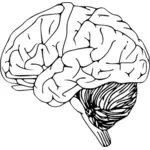 Dibujo de un cerebro humano con cerebelo vectorial