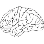 Wektor clipart studium rysunek ludzkiego mózgu