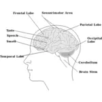 בתמונה וקטורית של חלקים של המוח האנושי דיאגרמה