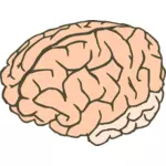 ClipArt vettoriali di un cervello umano in 2 colori