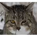 Kattens ansikte vektorillustration