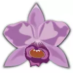 Cattleya púrpura