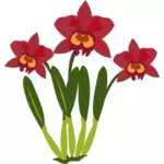 Cattleya květina barevné ilustrace