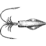 Tintenfisch-Abbildung