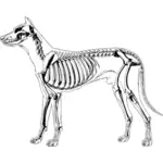 犬の骨格ベクトル画像