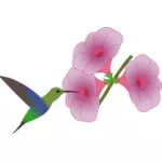 Colibri burung memilih pada ilustrasi bunga